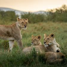 Pack of lionesses