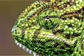 up close chameleon